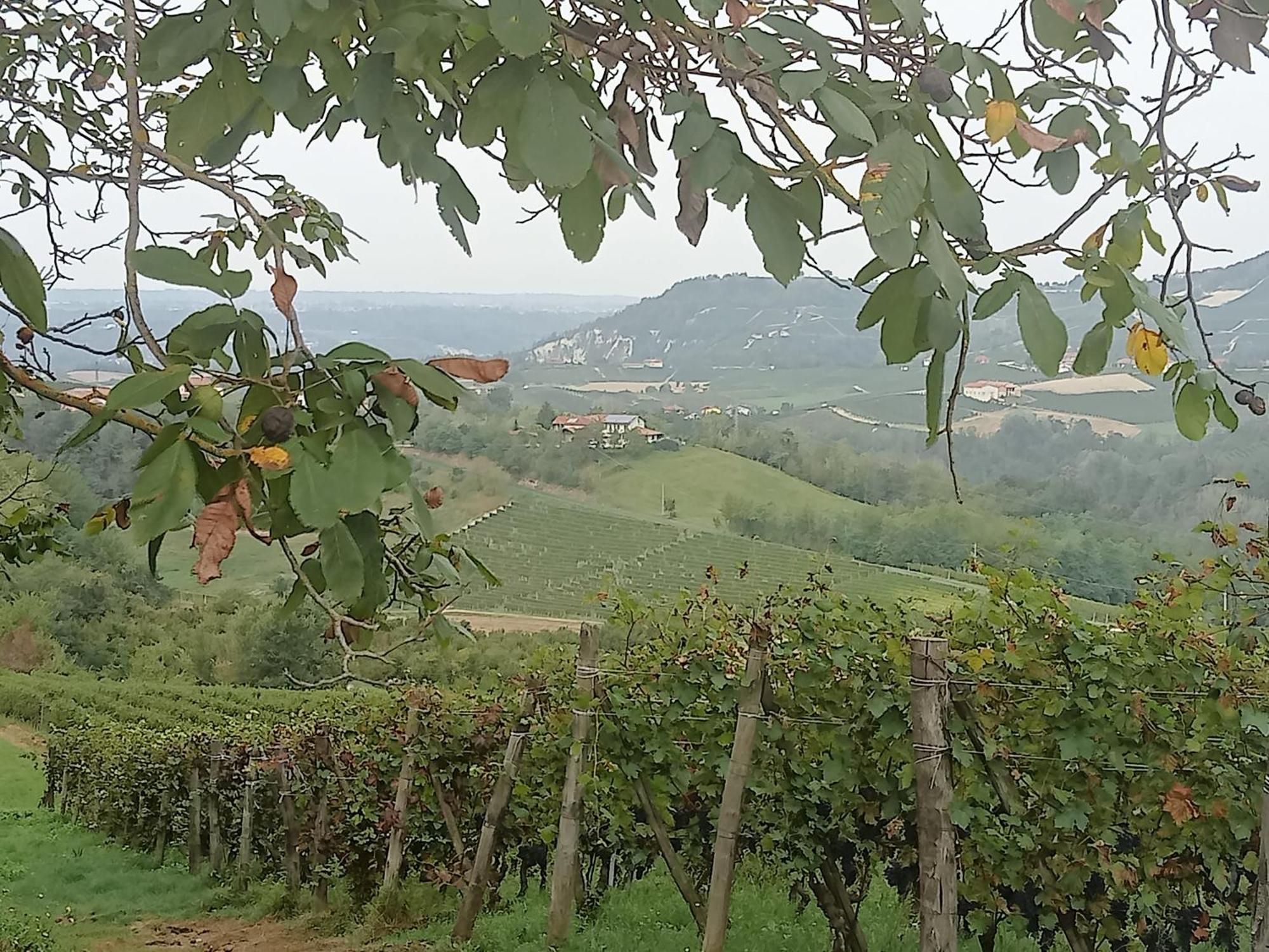 Agriturismo Bric Di Gai Монфорте-д'Альба Экстерьер фото
